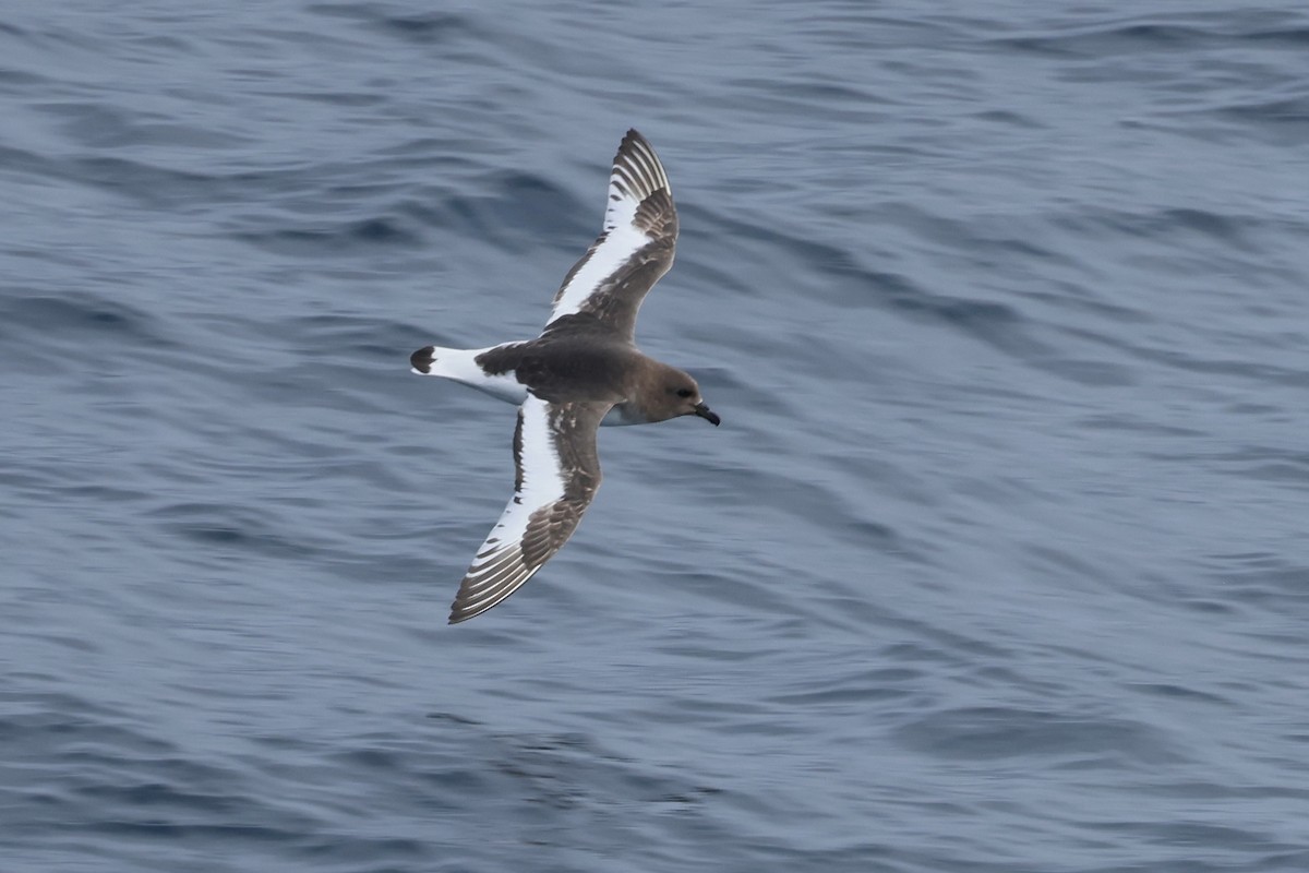 buřňák antarktický - ML646364136