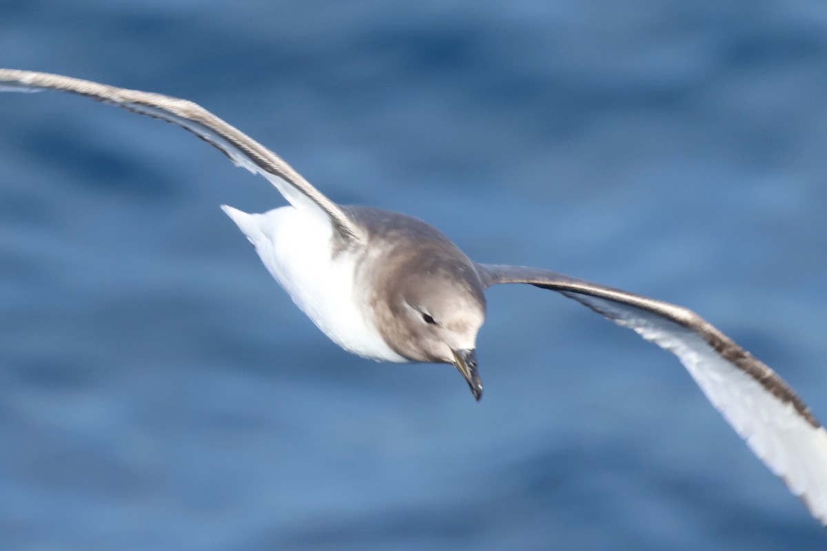 buřňák antarktický - ML646364137