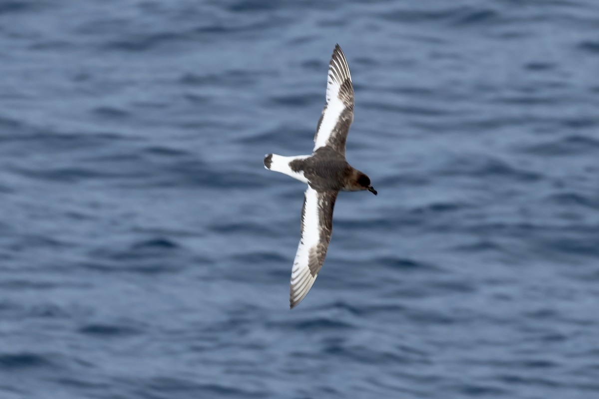 buřňák antarktický - ML646364138