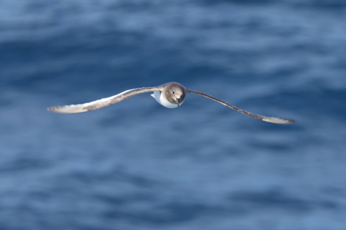 buřňák antarktický - ML646364139