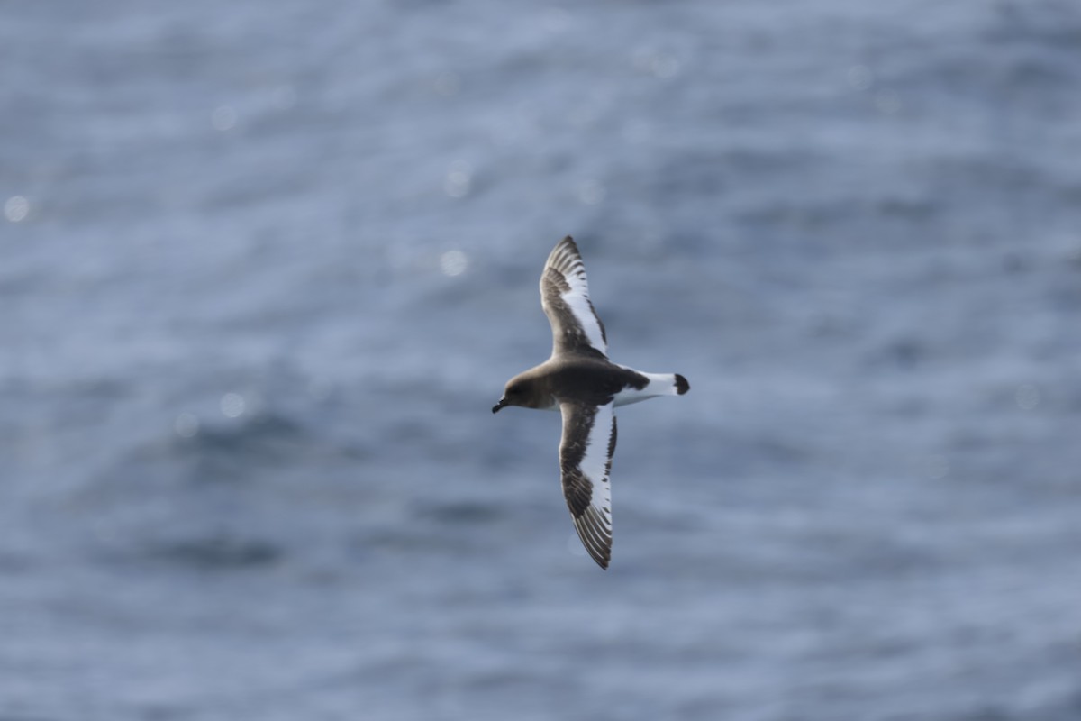 buřňák antarktický - ML646364140