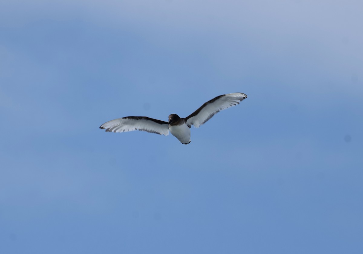 buřňák antarktický - ML646364141