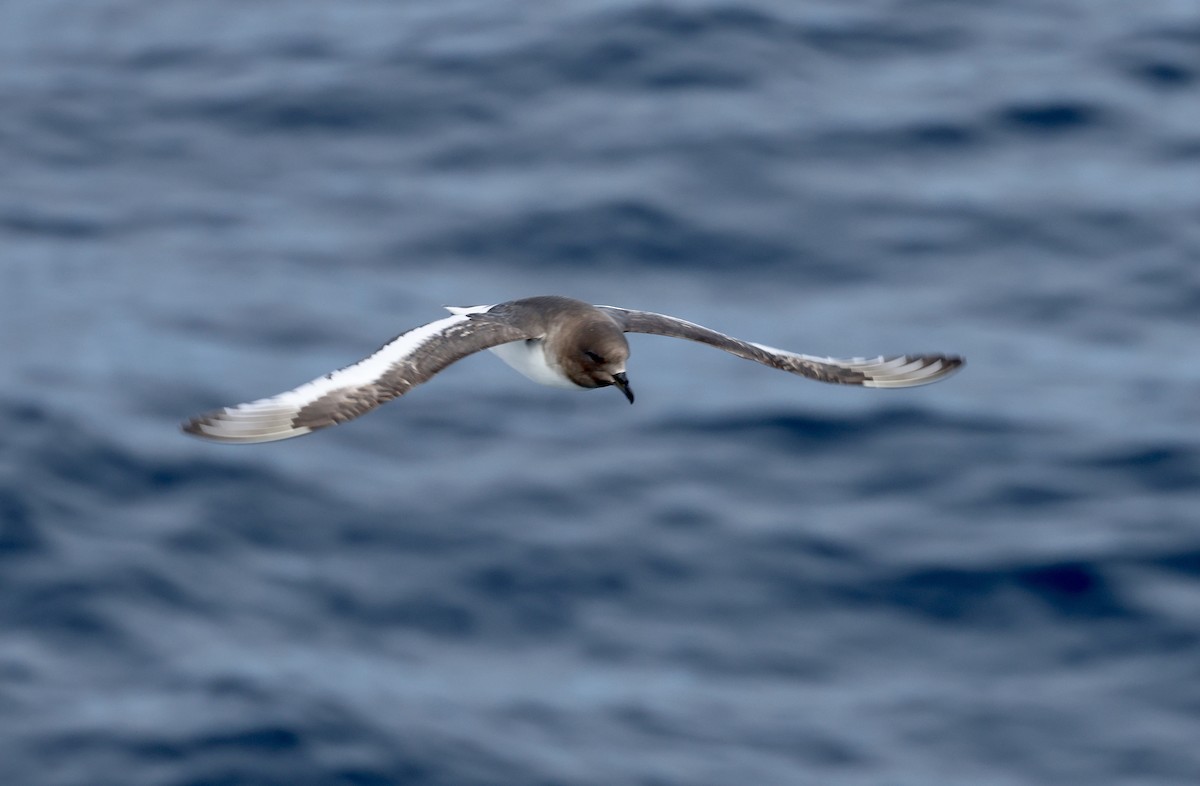 buřňák antarktický - ML646364142