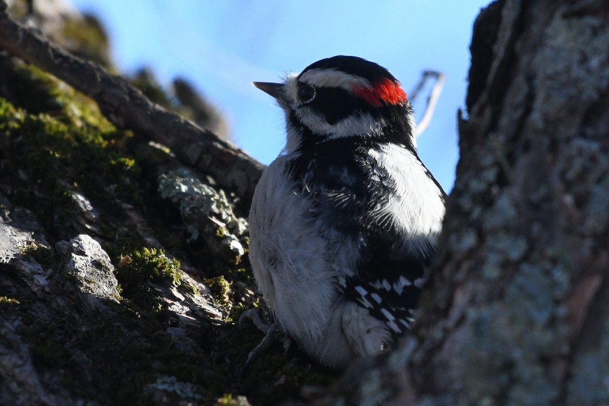 Downy Woodpecker - ML646364144