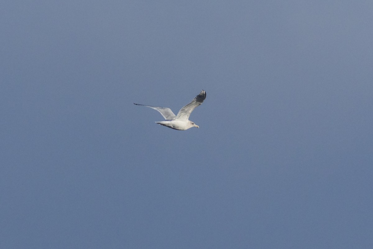 Larus sp. - ML646364147