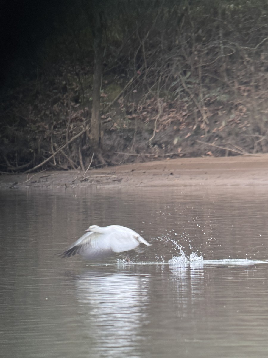 Ross's Goose - ML646364148