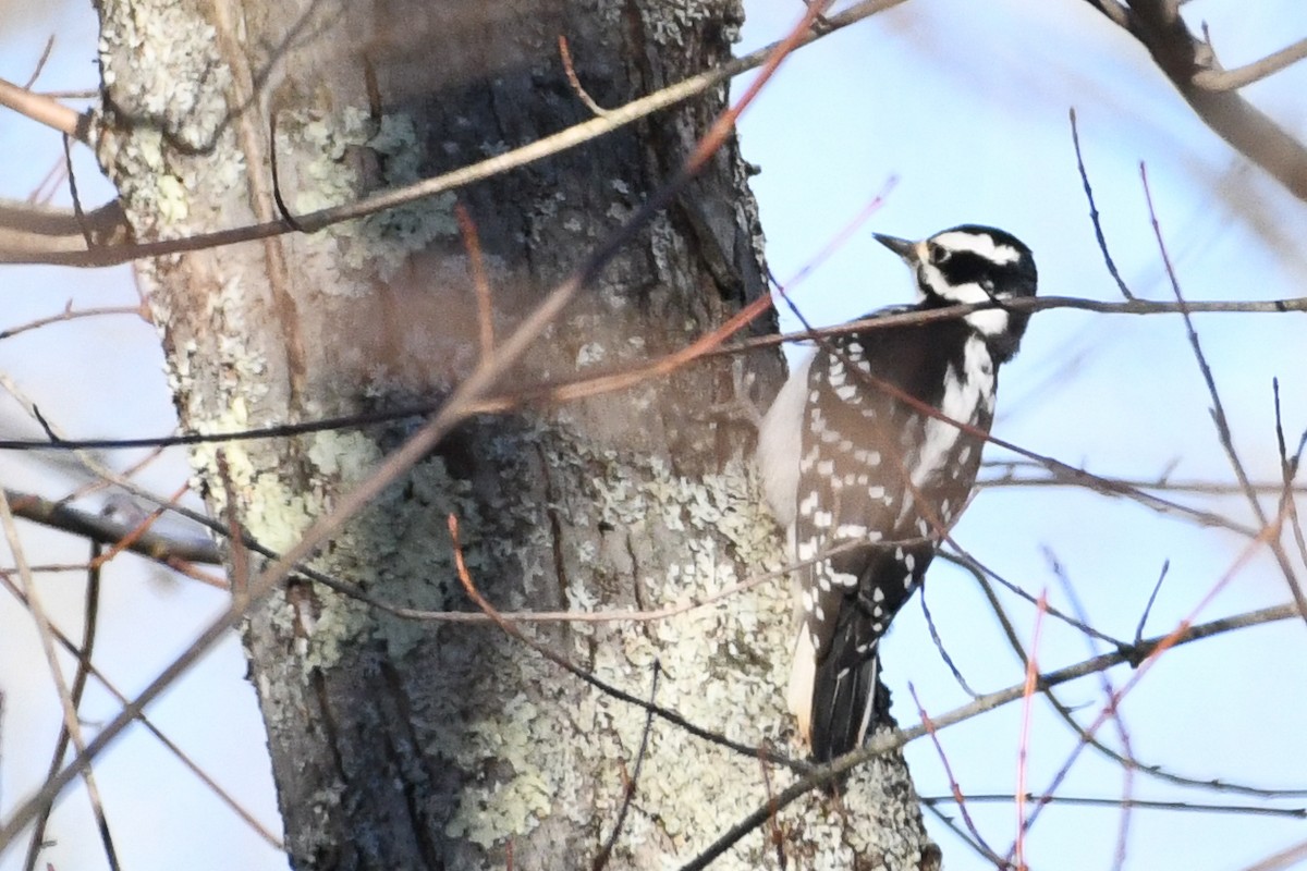 Hairy Woodpecker - ML646364152