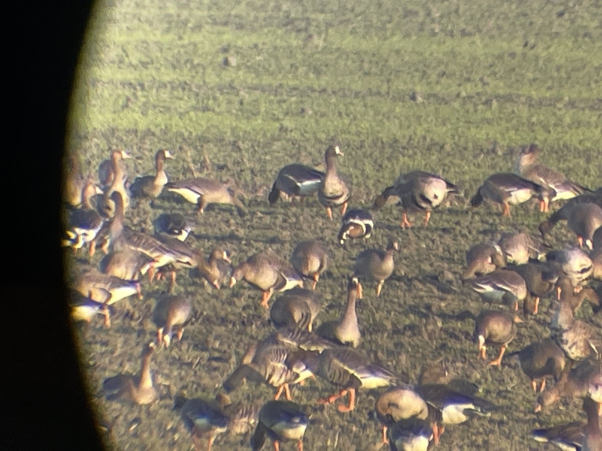 Red-breasted Goose - ML646364153