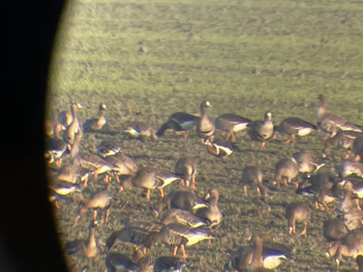 Red-breasted Goose - ML646364154