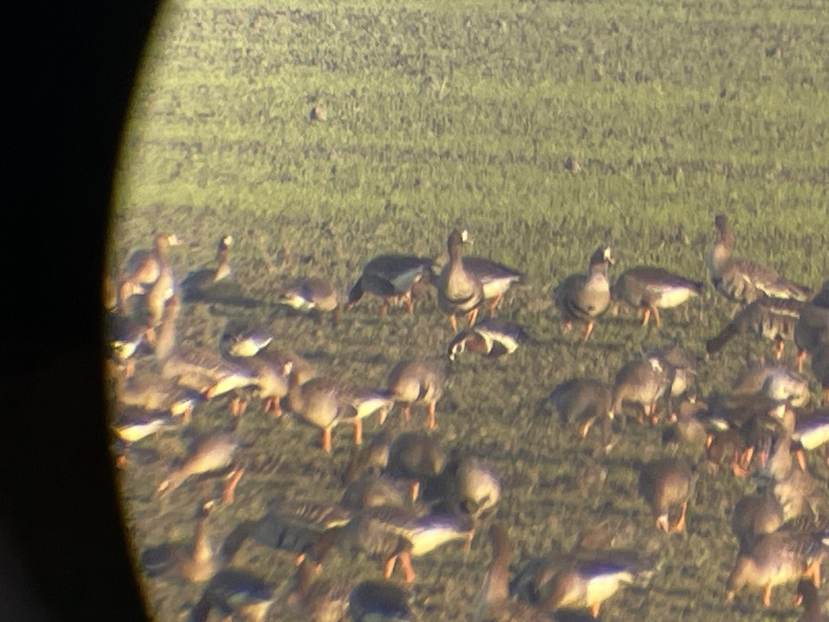 Red-breasted Goose - ML646364155