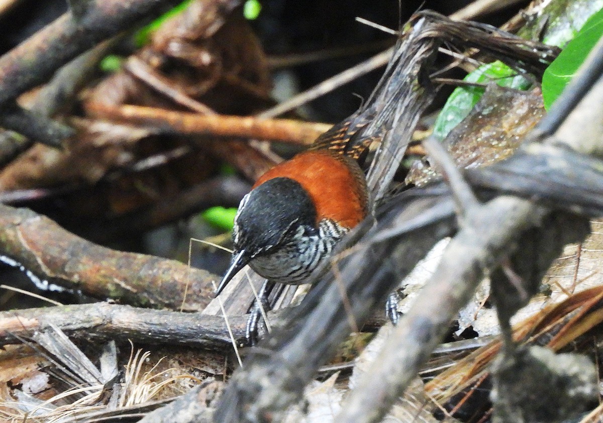 Bay Wren - ML646364156
