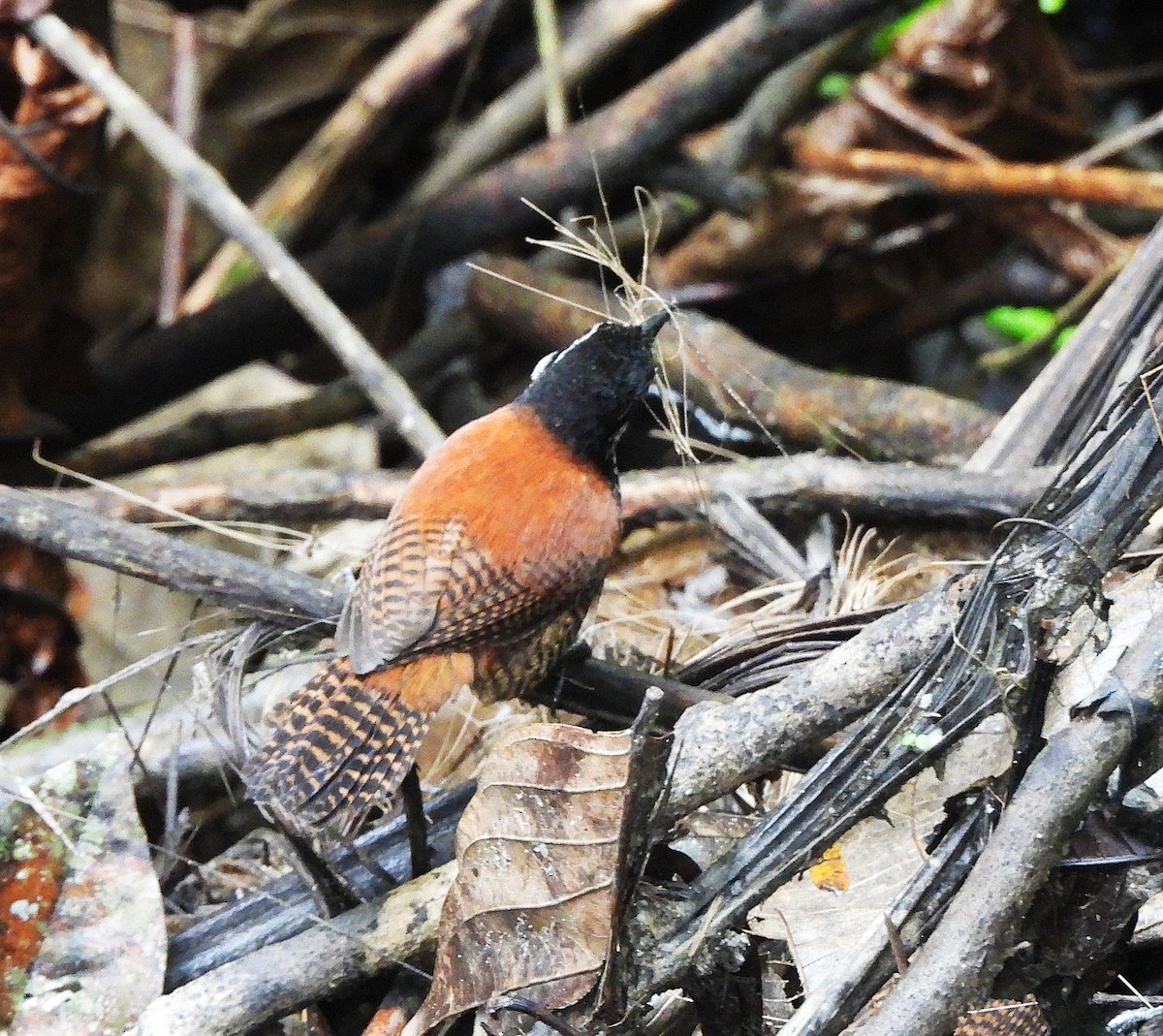 Bay Wren - ML646364157