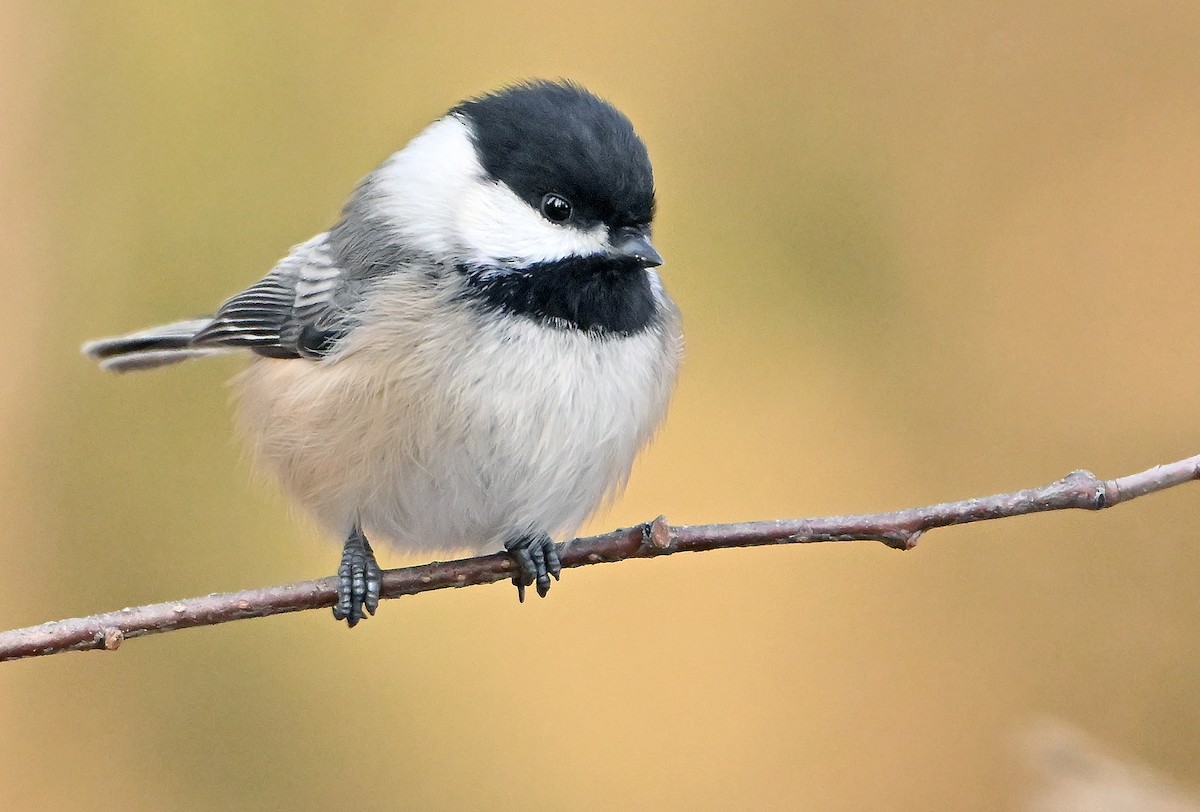 Гаїчка світлокрила - ML646364159