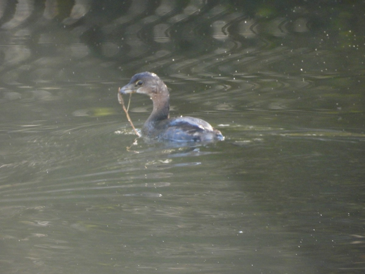 Pied-billed Grebe - ML646364165
