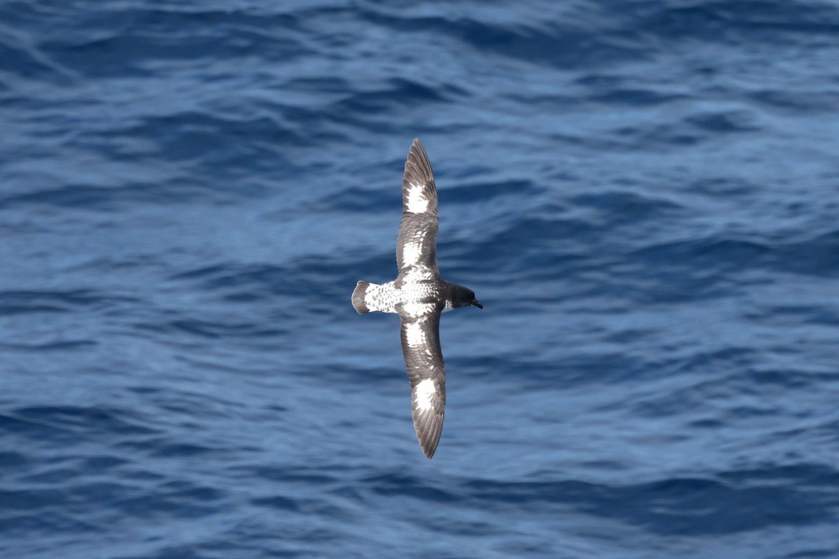 buřňák černobílý - ML646364166