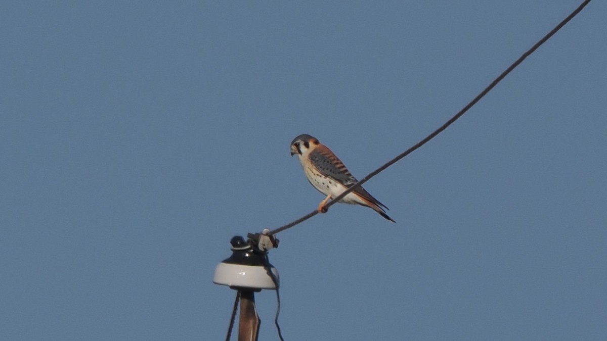 poštolka pestrá - ML646364167