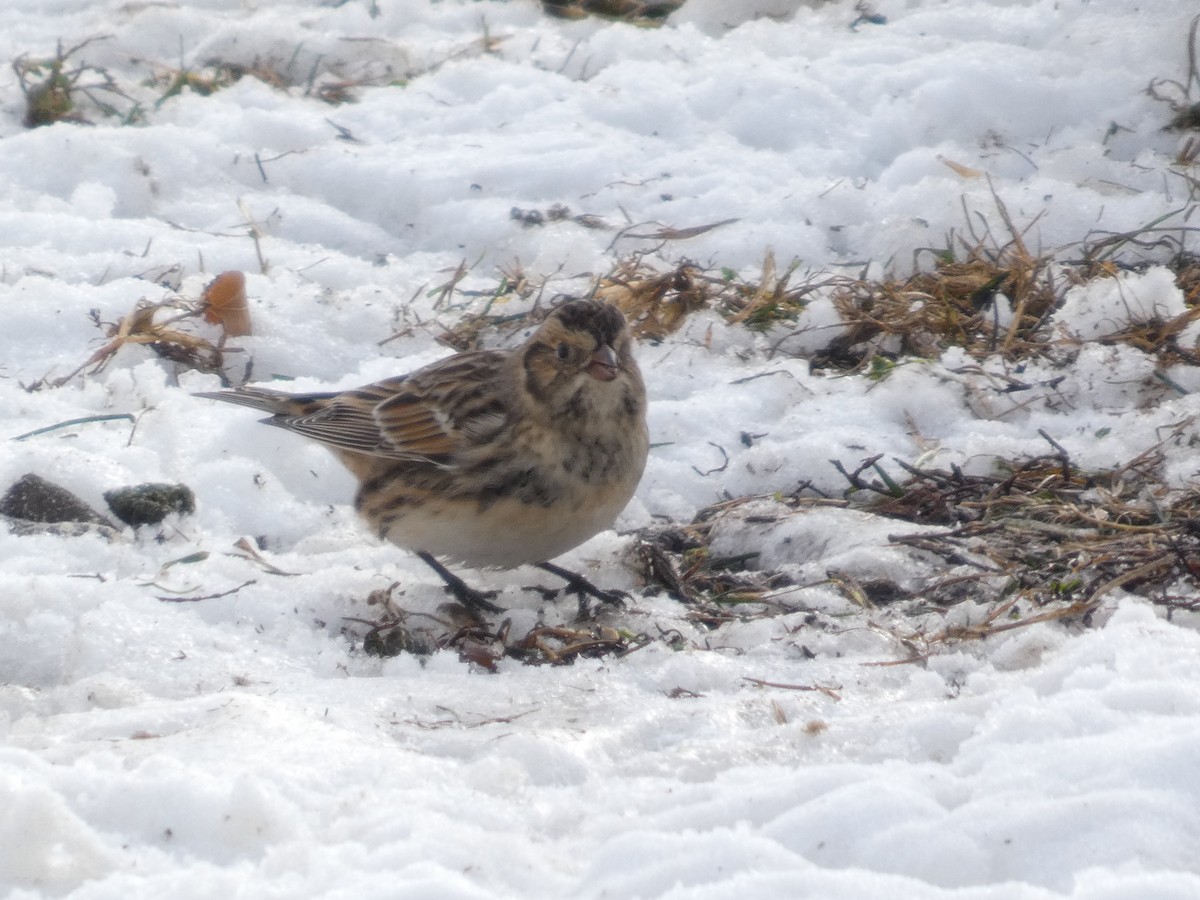 Lapland Longspur - ML646364168