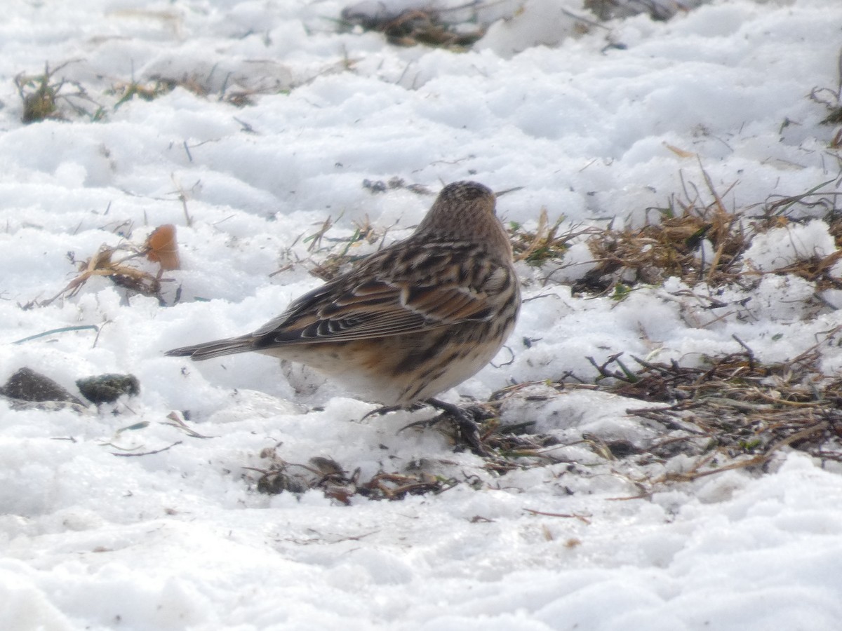 Lapland Longspur - ML646364169