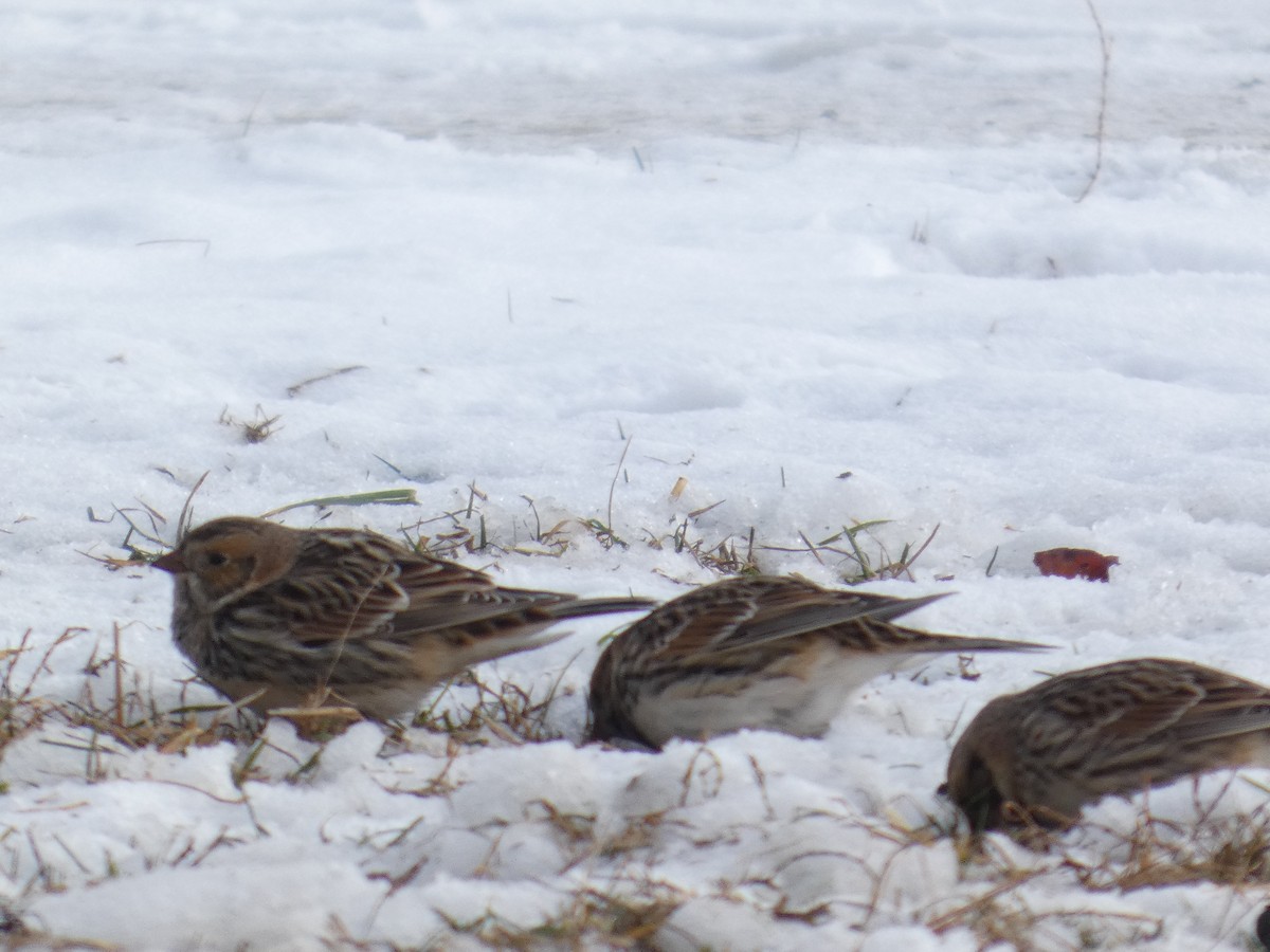 Lapland Longspur - ML646364170