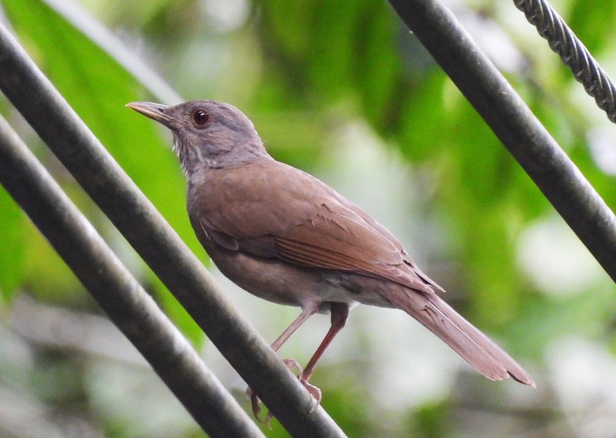 Pale-breasted Thrush - ML646364171