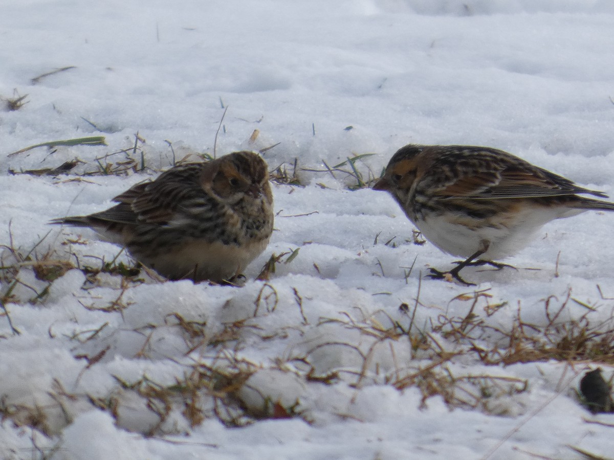 Lapland Longspur - ML646364172