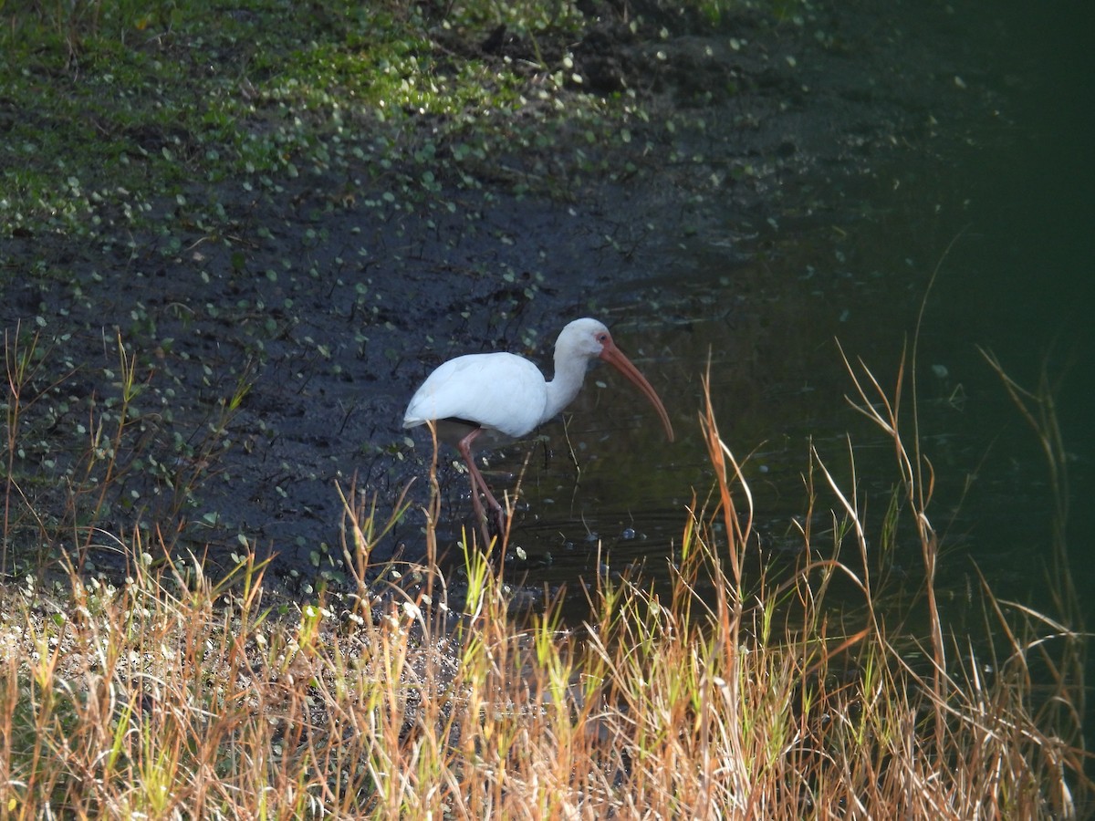 White Ibis - ML646364173