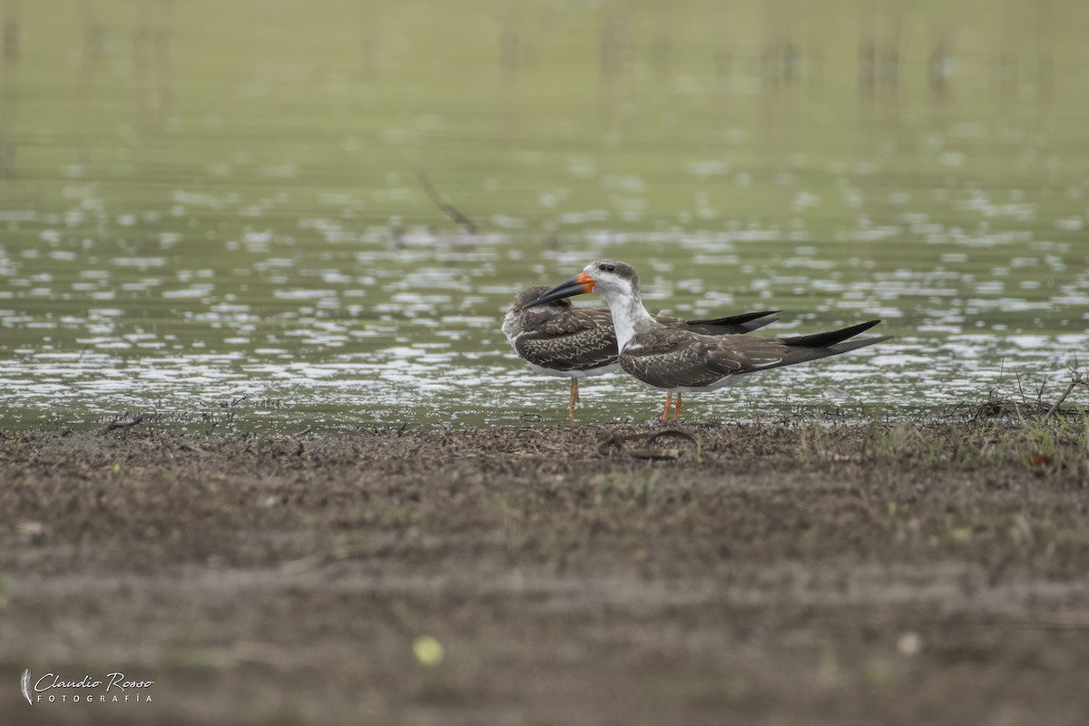Black Skimmer - ML646364174