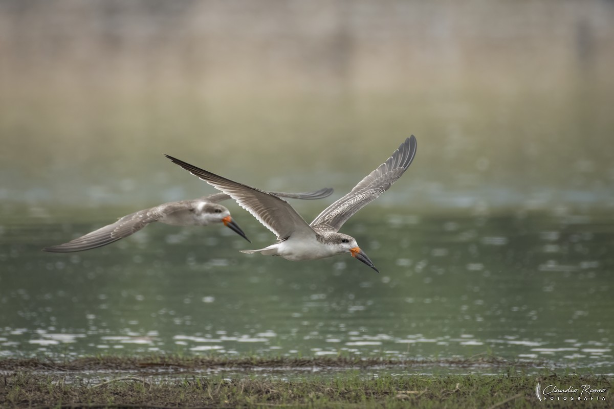 Black Skimmer - ML646364175