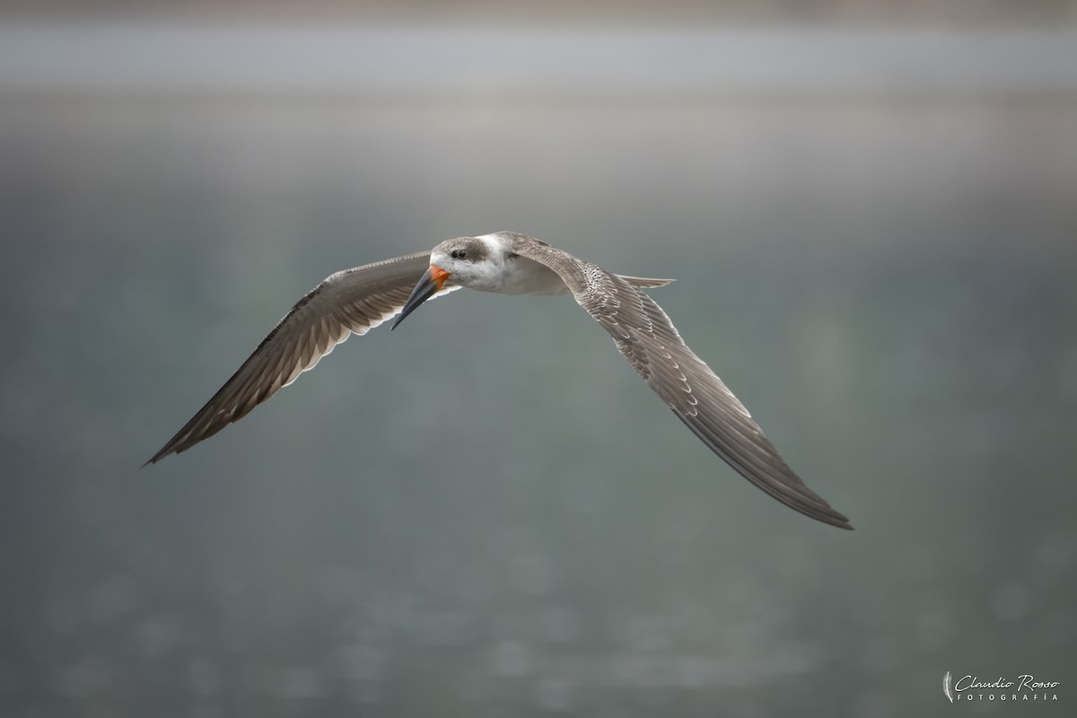 Black Skimmer - ML646364176