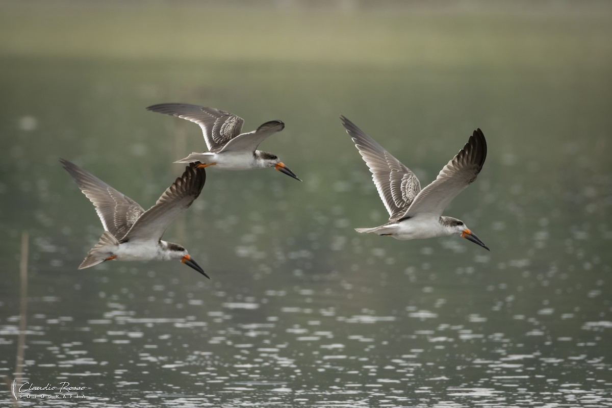Black Skimmer - ML646364177