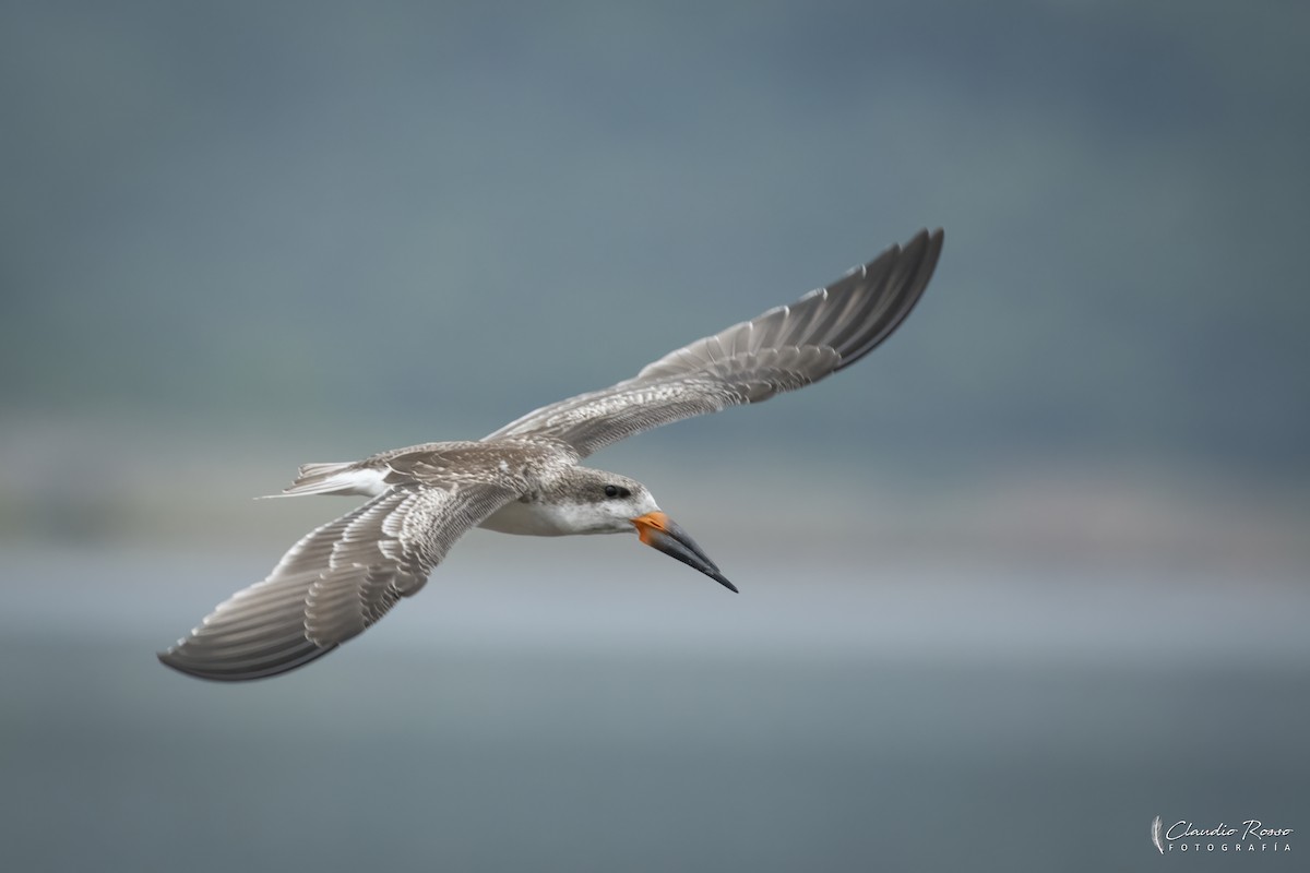 Black Skimmer - ML646364178