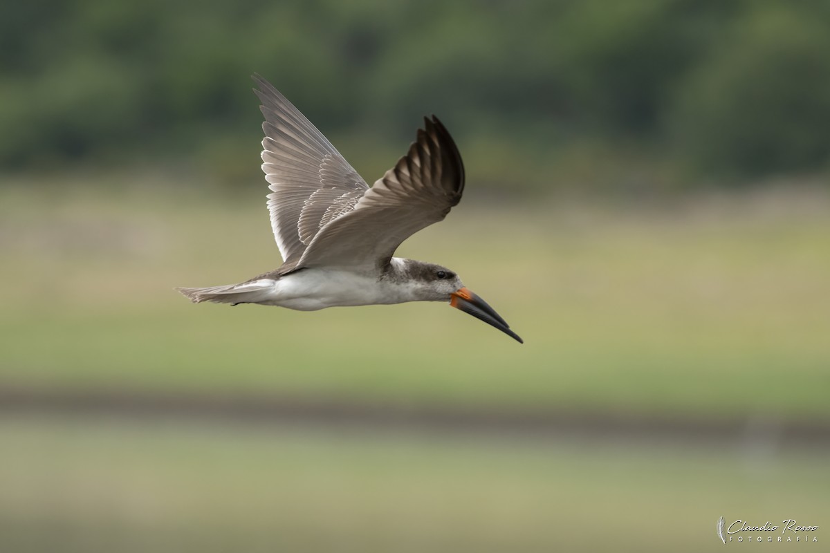 Black Skimmer - ML646364179