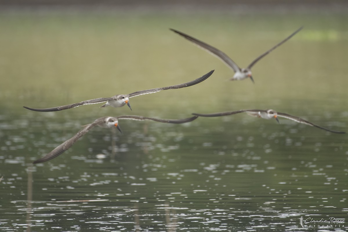 Black Skimmer - ML646364180