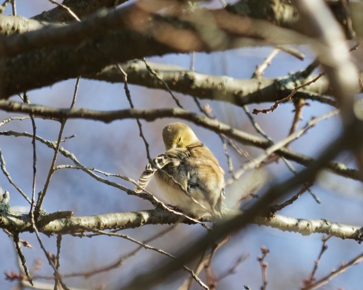 American Goldfinch - ML646364183
