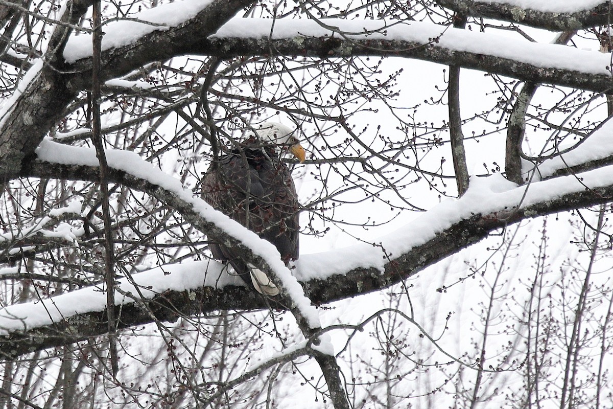Bald Eagle - ML646364184