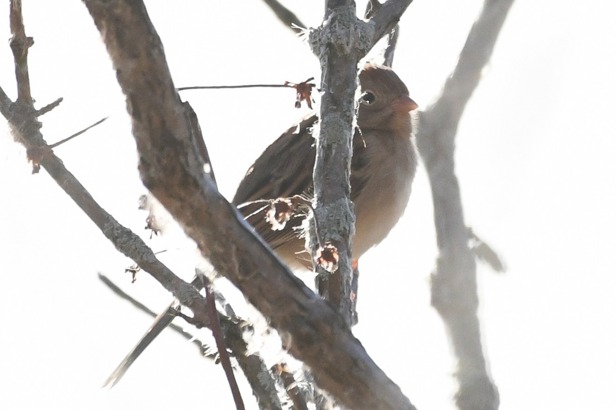 Field Sparrow - ML646364187