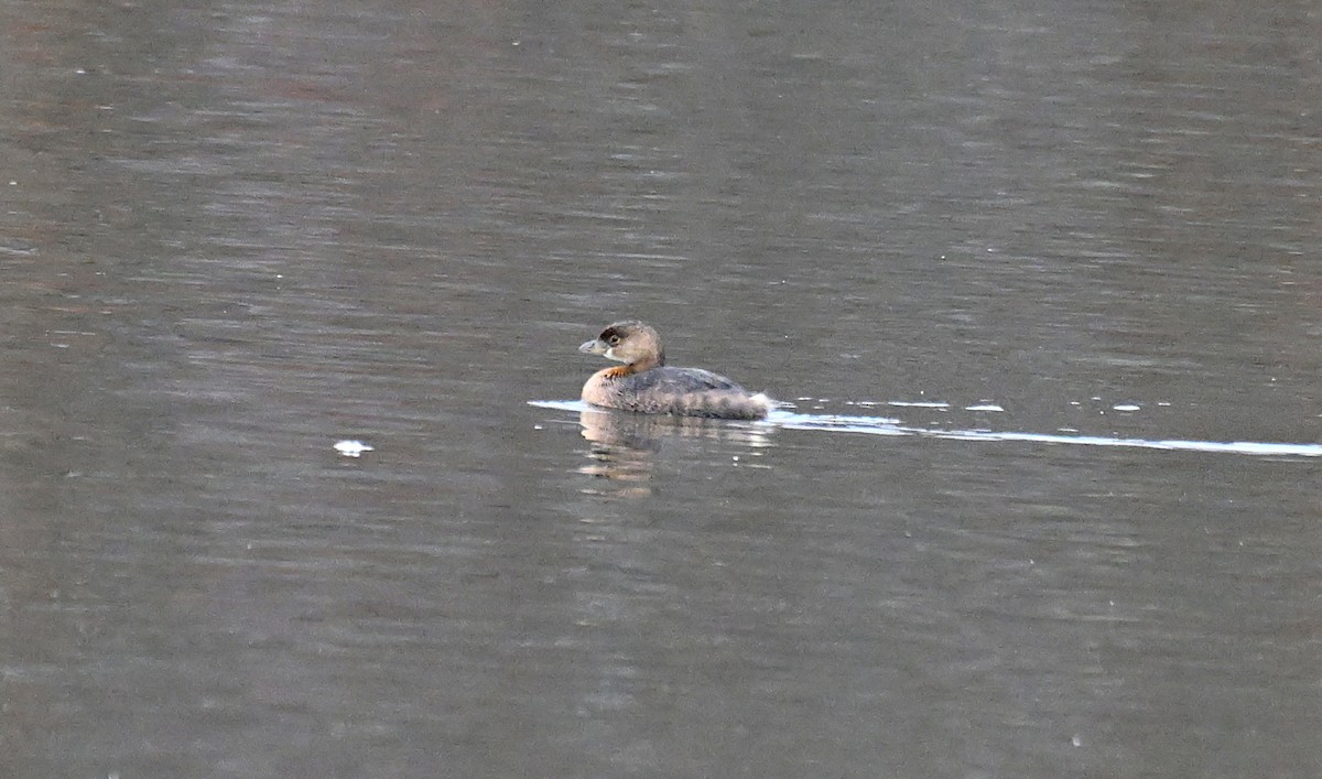 Pied-billed Grebe - ML646364188