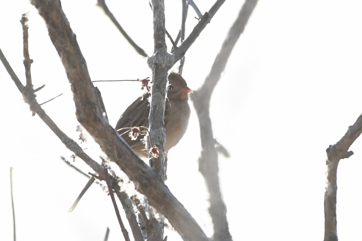 Field Sparrow - ML646364190