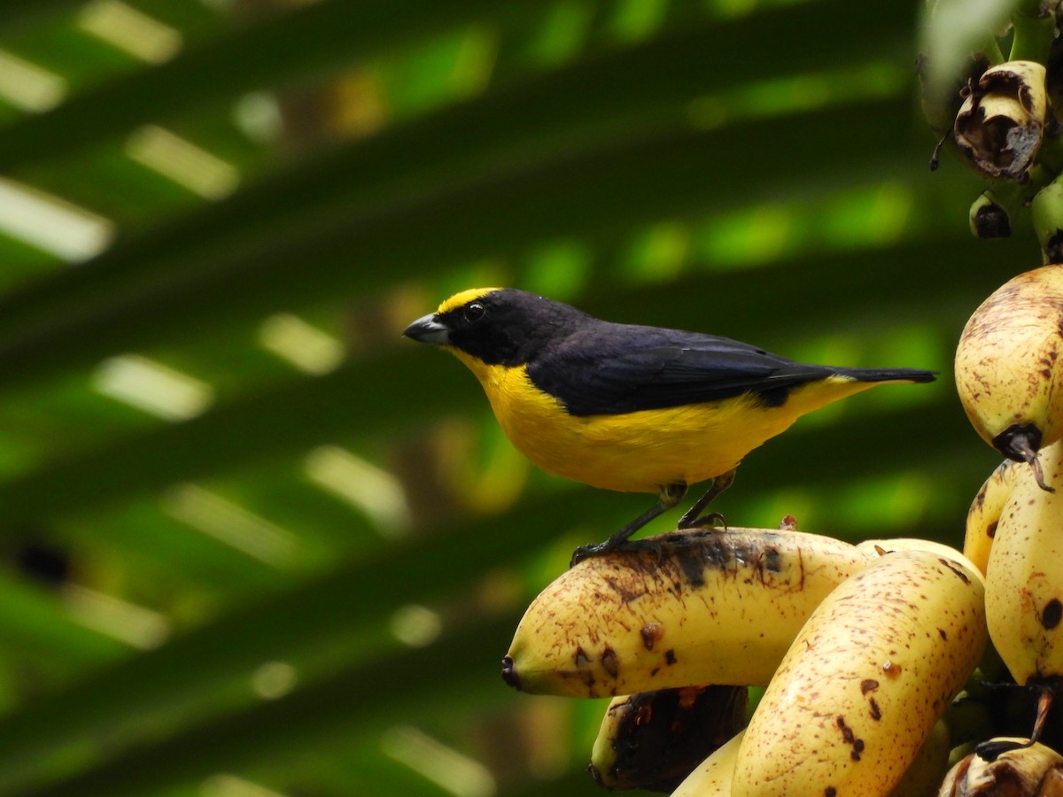 Thick-billed Euphonia - ML646364191