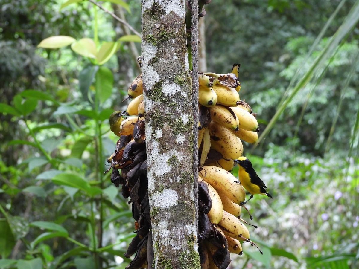 Thick-billed Euphonia - ML646364192