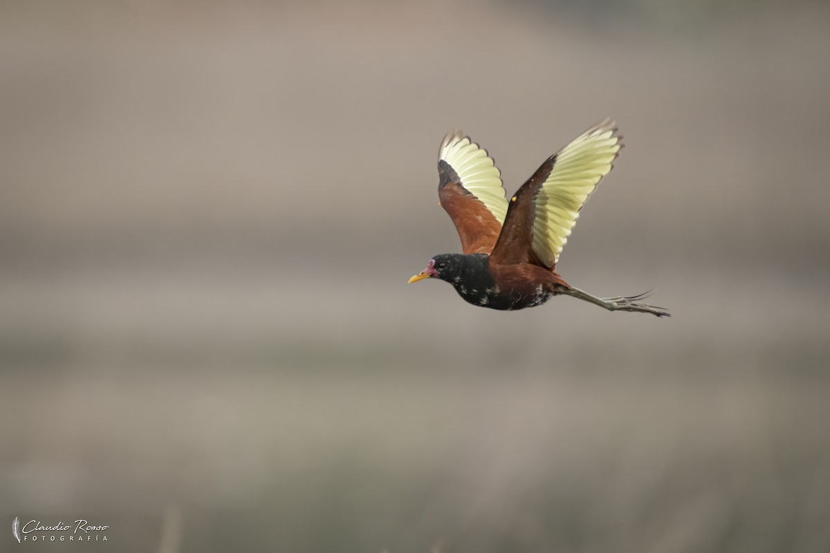 Wattled Jacana - ML646364193