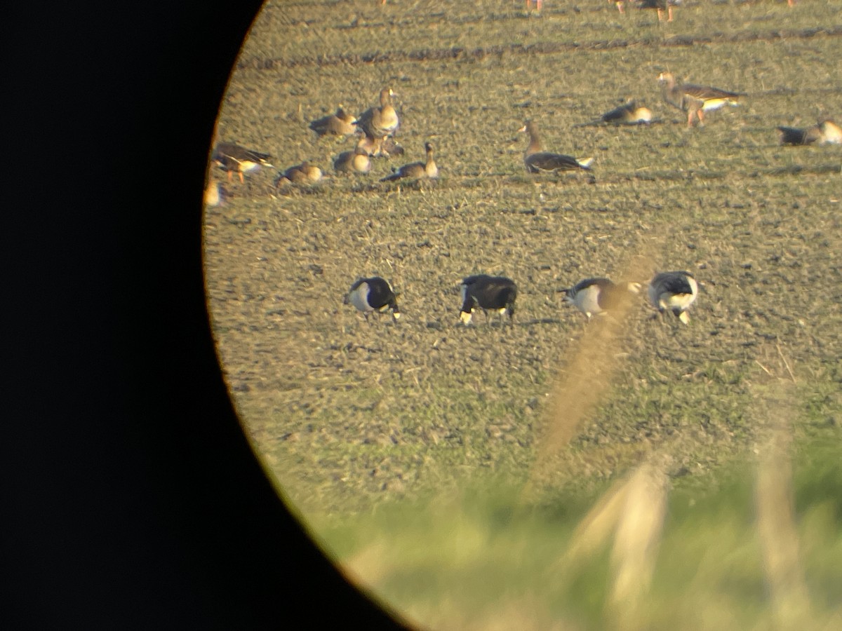 Brant x Red-breasted Goose (hybrid) - ML646364195