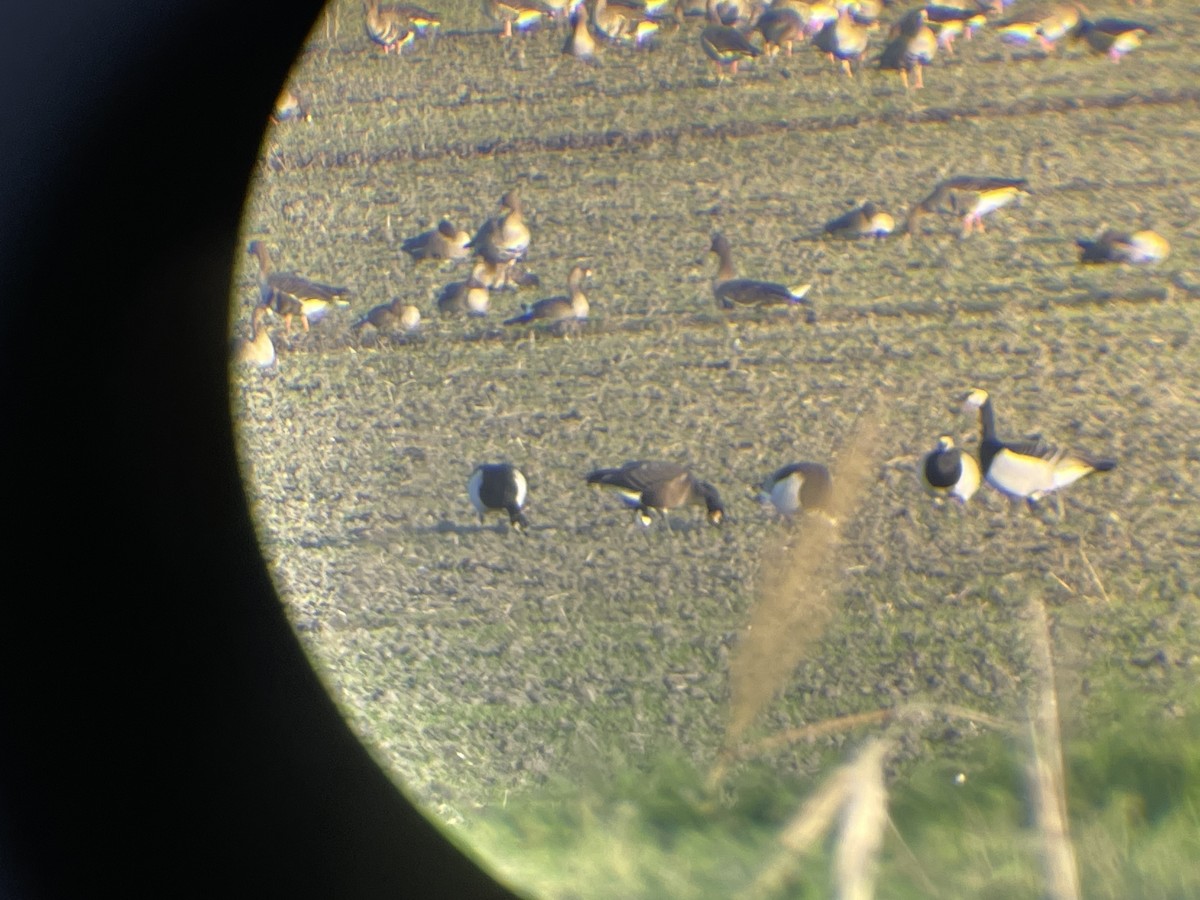 Brant x Red-breasted Goose (hybrid) - ML646364196