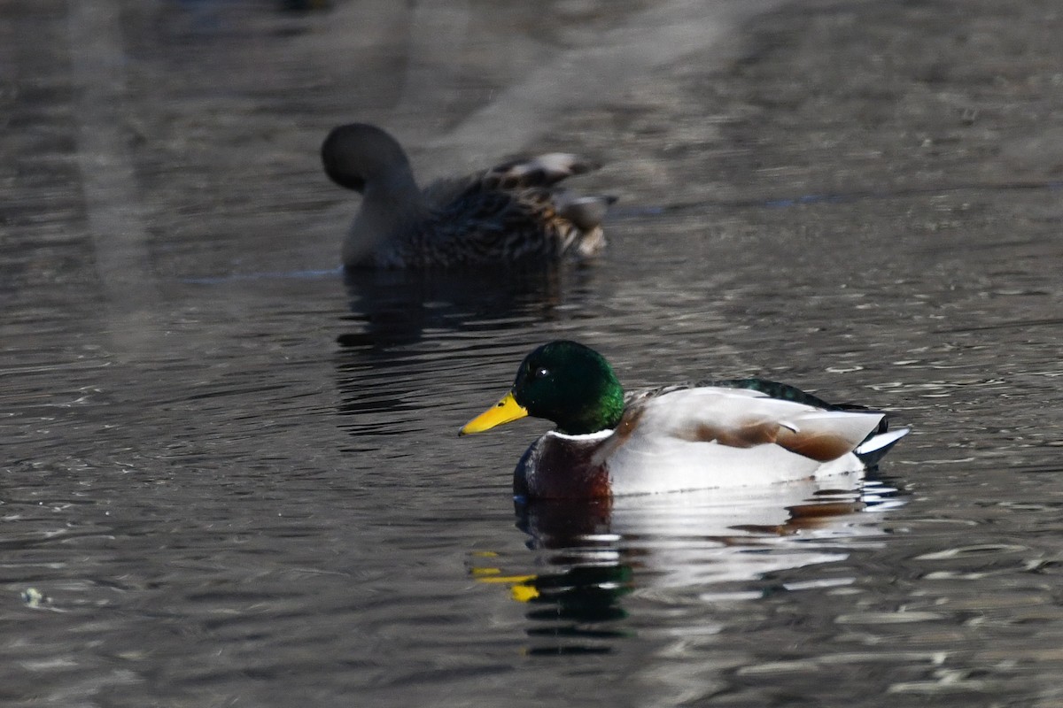 Mallard - ML646364197