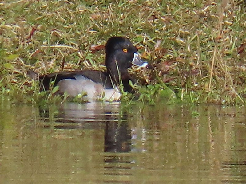 Ring-necked Duck - ML646364198