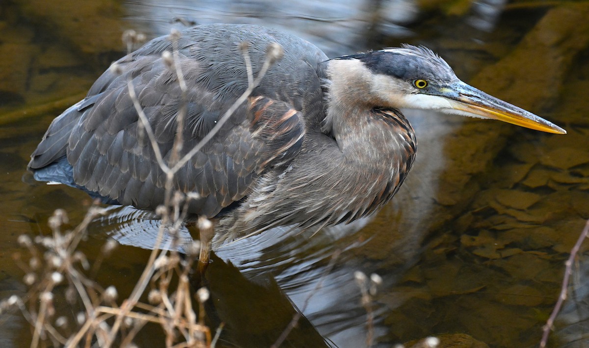 Great Blue Heron (Great Blue) - ML646364200