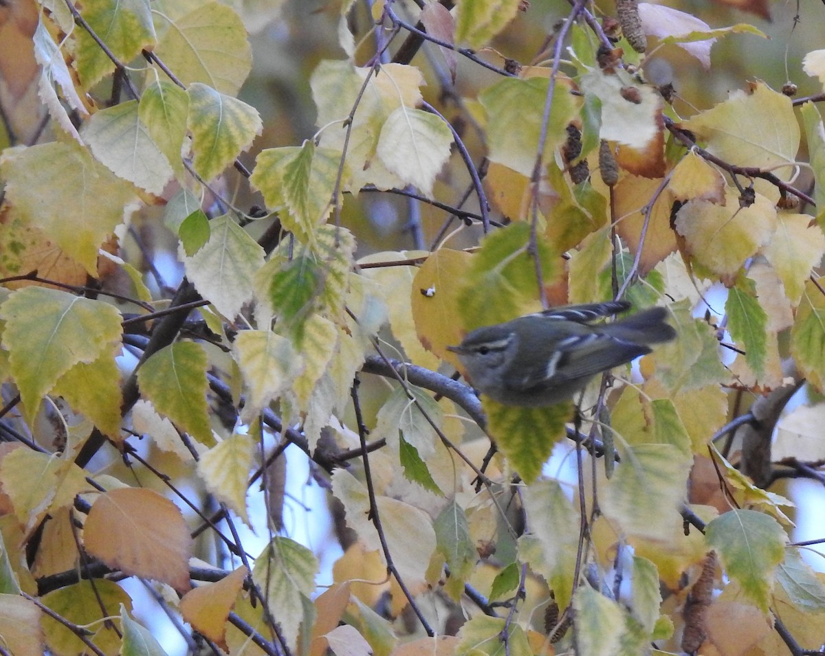 Yellow-browed Warbler - ML646364201
