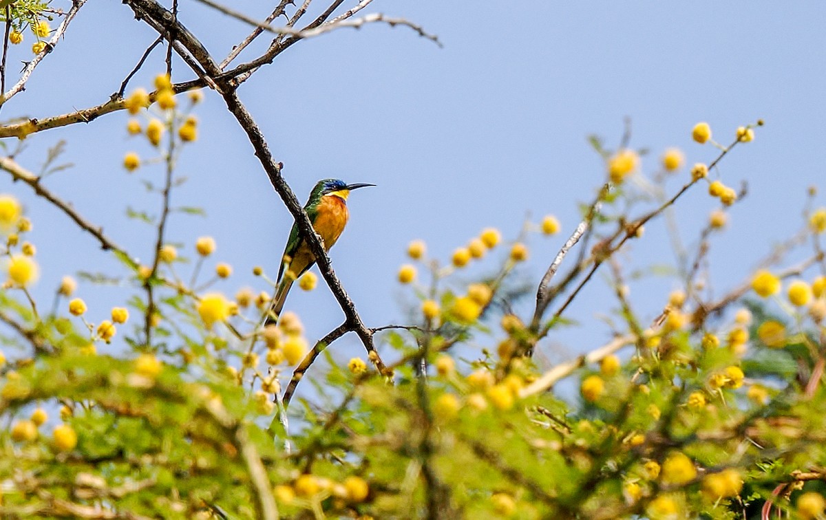 Ethiopian Bee-eater - ML646364202