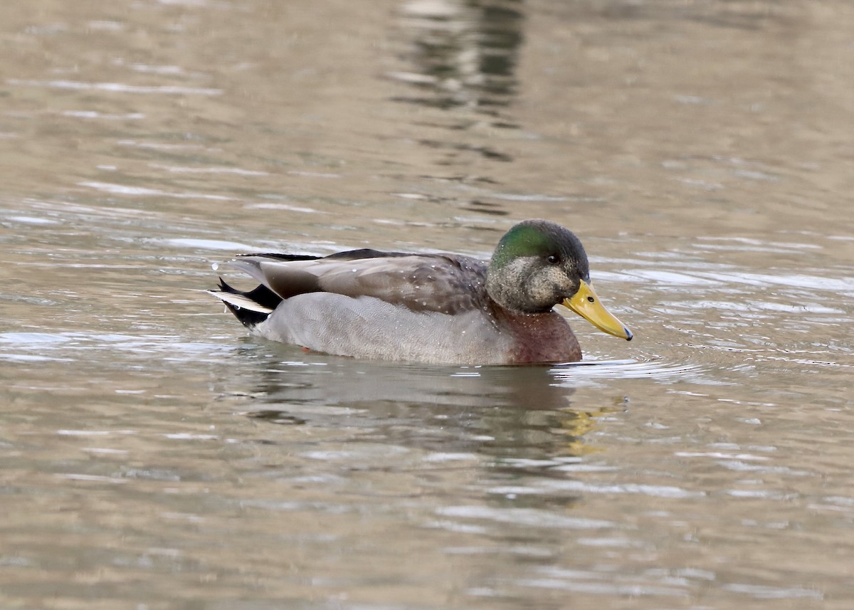 Mallard x American Black Duck (hybrid) - ML646364204