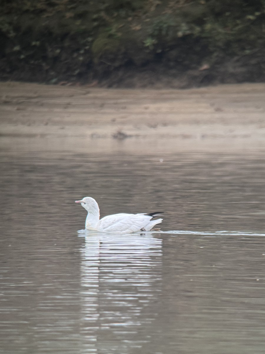 Ross's Goose - ML646364206